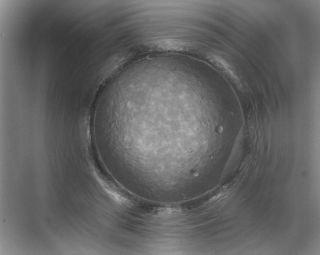 X0000070360398200606121214