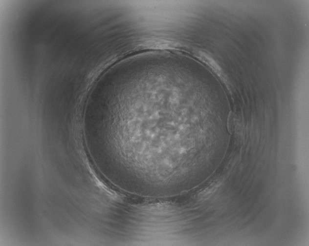 X0000070360433200606121213