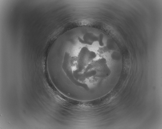 X0000070360545200606121212