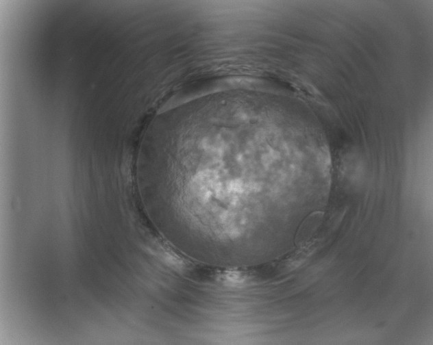 X0000070360565200606121212