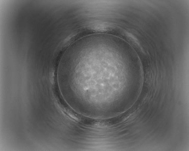 X0000070360596200606121211