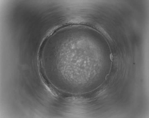 X0000070360626200606121210