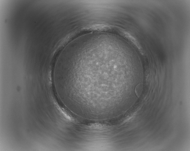 X0000070360633200606121210