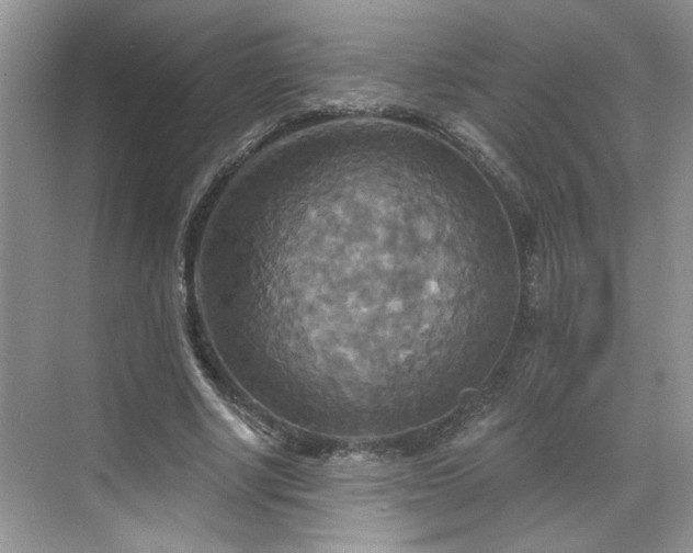 X0000070360634200606121210