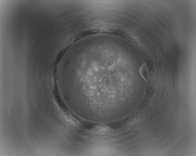 X0000070360642200606121210