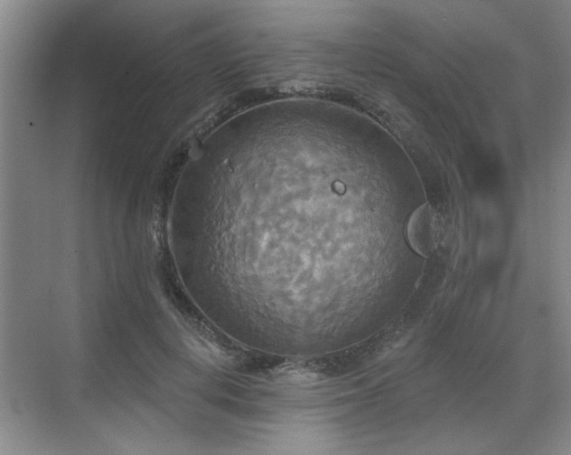 X0000070360648200606121210