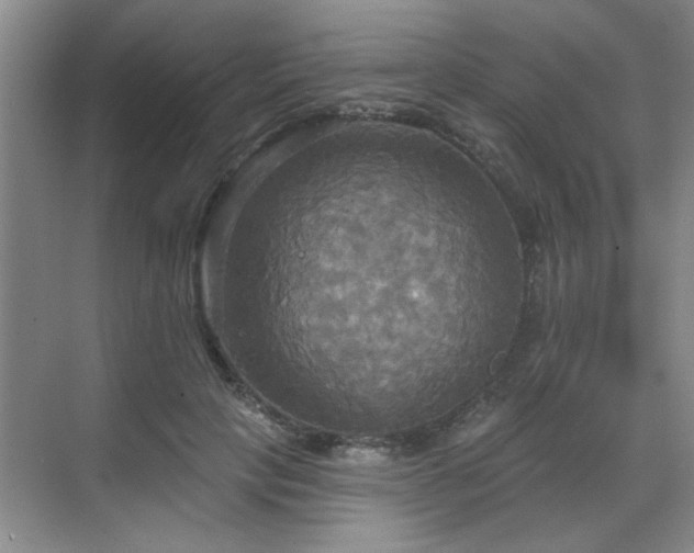 X0000070360649200606121210