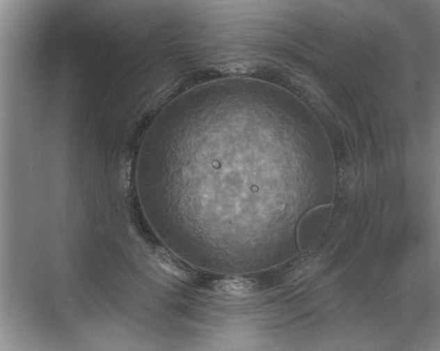 X0000070360652200606121210