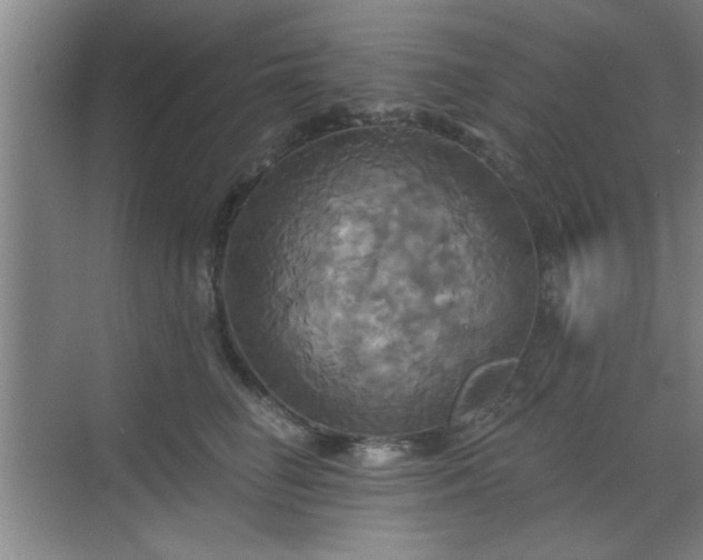 X0000070360662200606121210