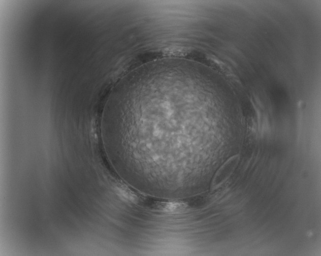 X0000070360663200606121210