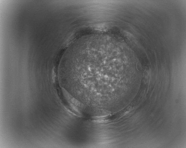 X0000070360707200606121209