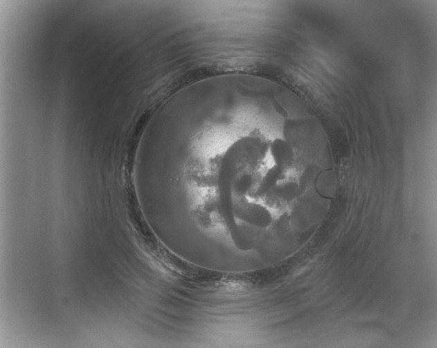 X0000070360741200606121208