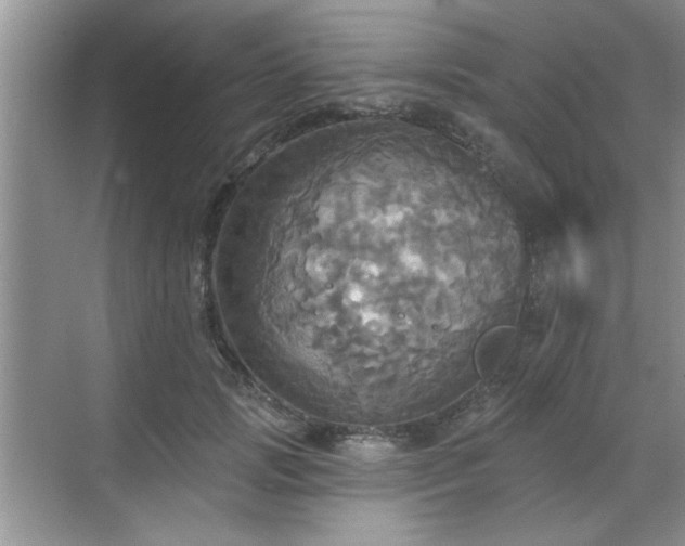 X0000070360749200606121209