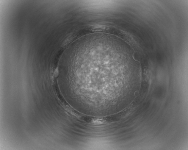 X0000070360753200606121209