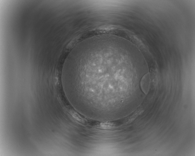 X0000070360758200606121209