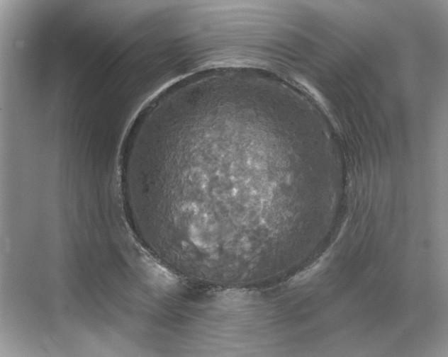 X0000070360779200606121208