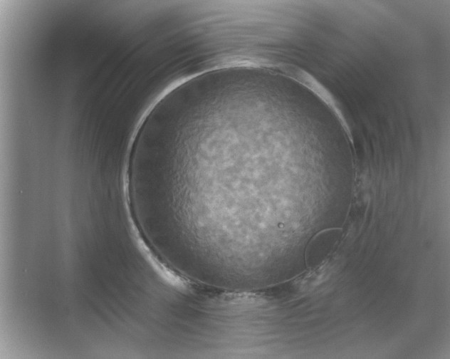 X0000070360811200606121207