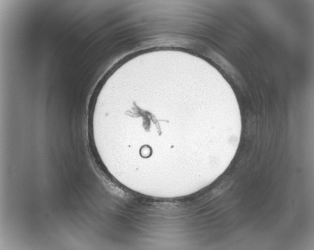 X0000070360836200606121207