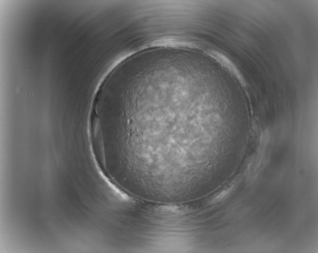 X0000070360855200606121207