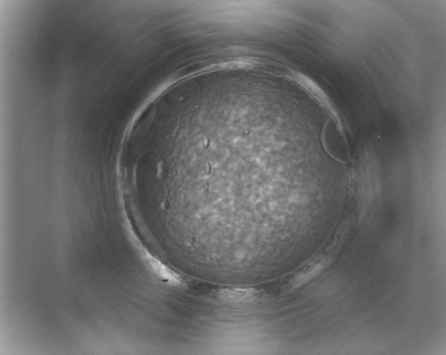 X0000070360859200606121207