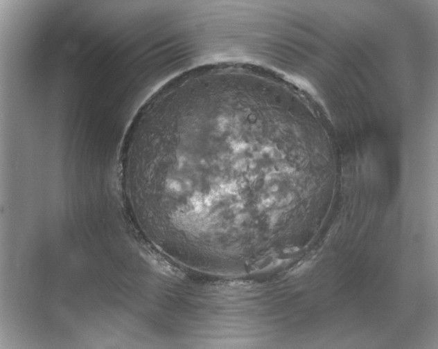 X0000070360879200606121206