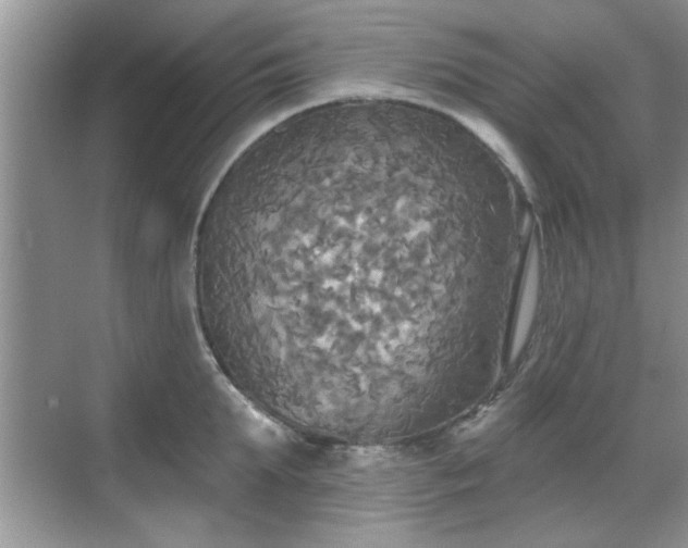 X0000070360903200606121206