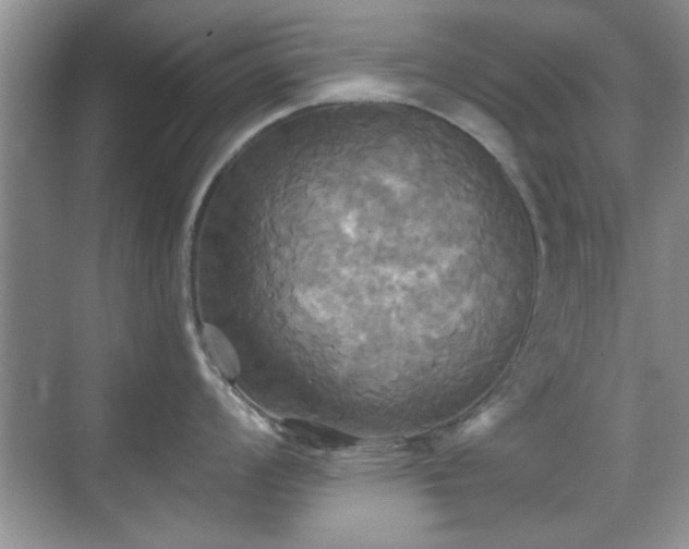 X0000070361008200606121204