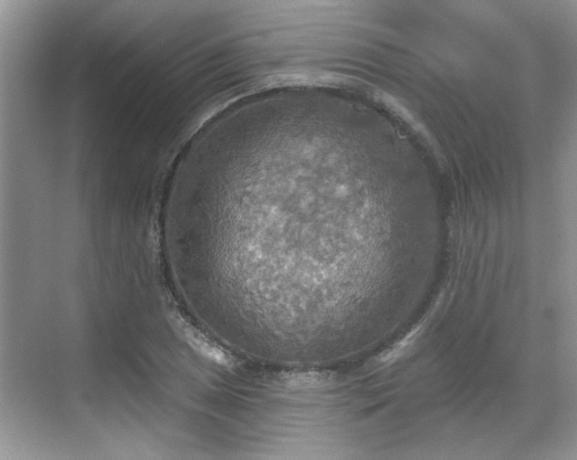 X0000070361025200606121204