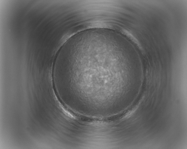 X0000070361033200606121204