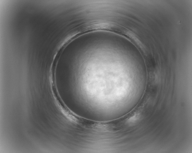 X0000070361034200606121204