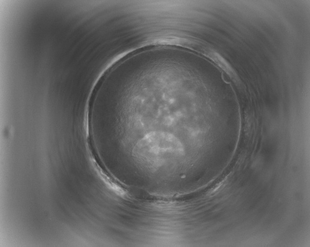 X0000070361036200606121204