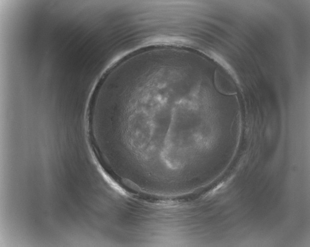 X0000070361037200606121204