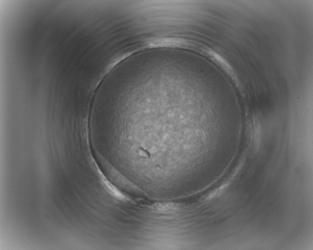 X0000070361041200606121204