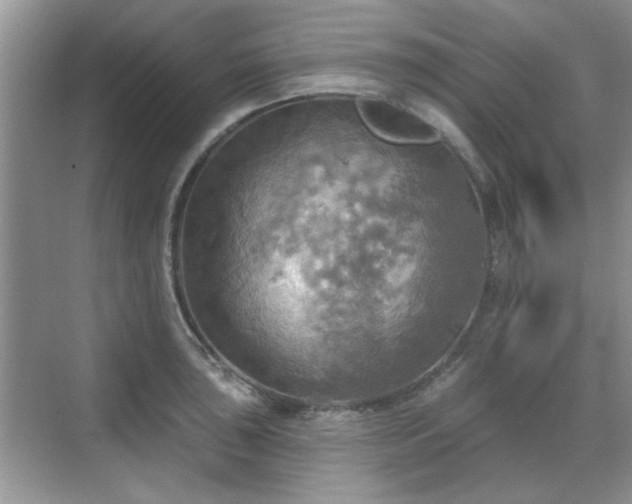 X0000070361043200606121204