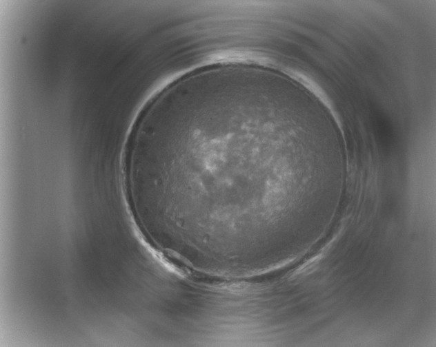 X0000070361045200606121204