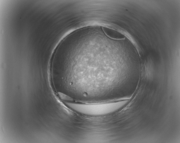 X0000070361048200606121204