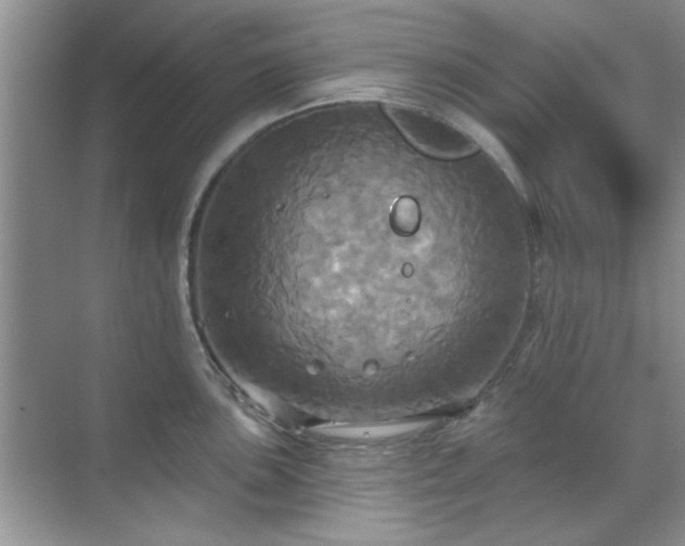 X0000070361051200606121204