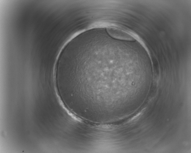 X0000070361053200606121204