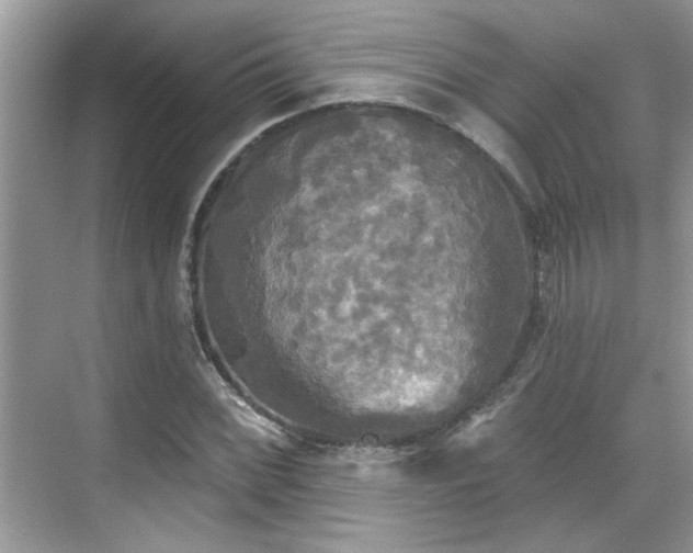 X0000070361068200606121203