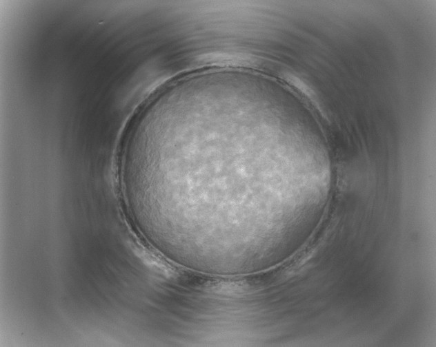 X0000070361074200606121203