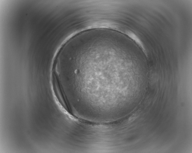 X0000070361088200606121203