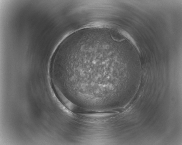 X0000070361091200606121203