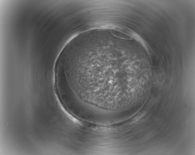 X0000070361095200606121203