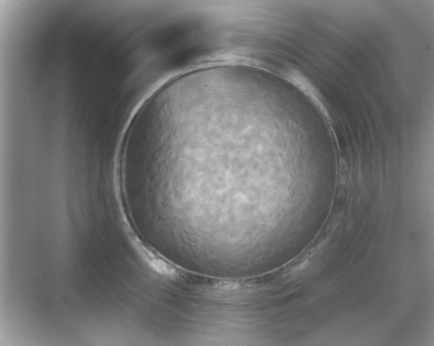 X0000070361098200606121203