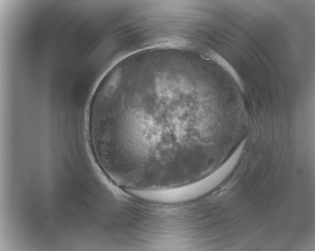 X0000070361099200606121203