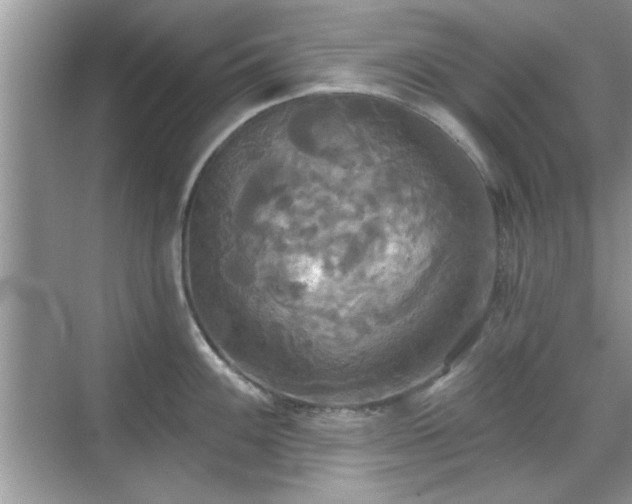 X0000070361100200606121203