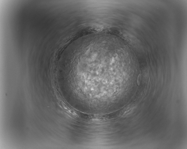 X0000070361105200606121202