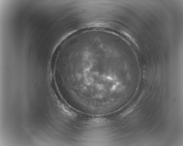 X0000070361117200606121202