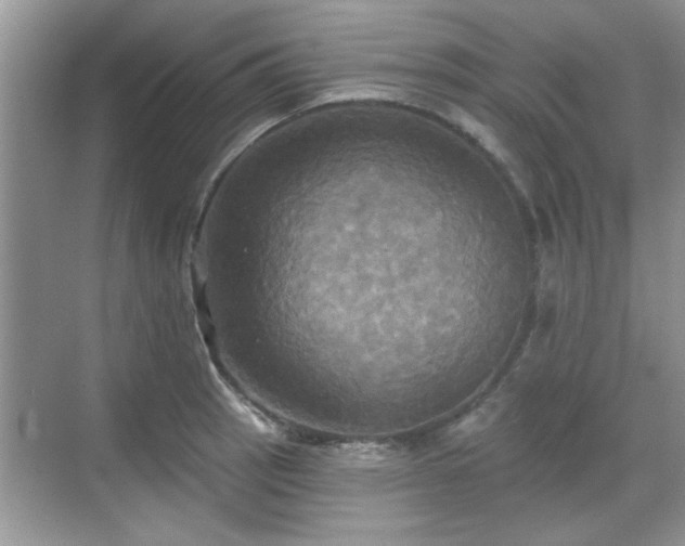 X0000070361137200606121202