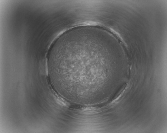 X0000070361171200606121201